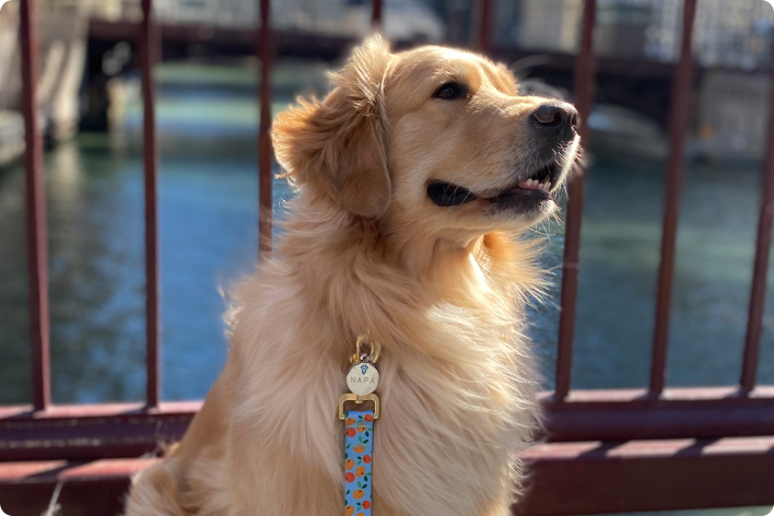 Pet Notify